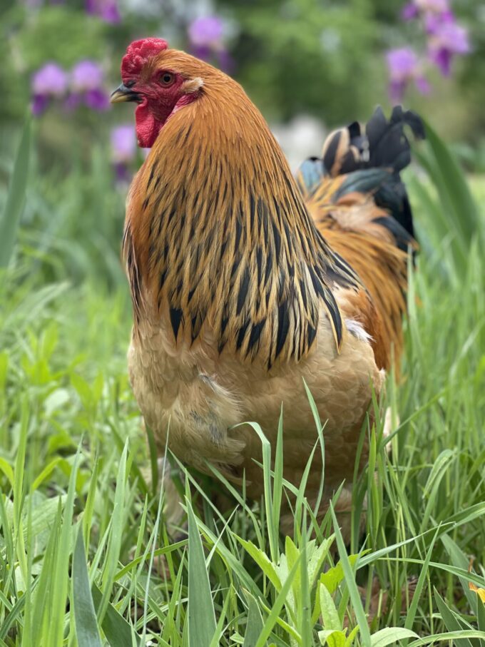 Buff Brahma Chicken - Image 30