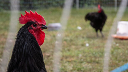 Black Australorp Chicken