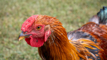 Black Laced Golden Wyandotte Chicken