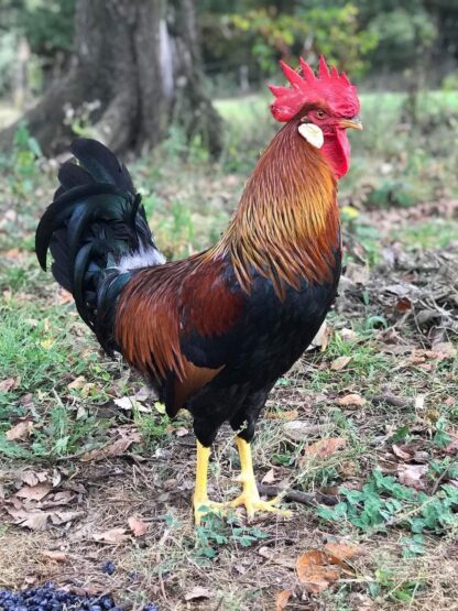 Brown Leghorn