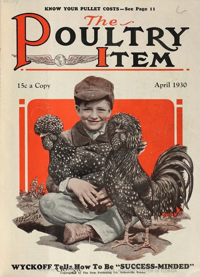 Mottled Houdan Chicken - Image 40