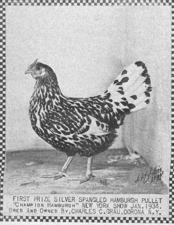 Silver Spangled Hamburg Chicken - Image 30