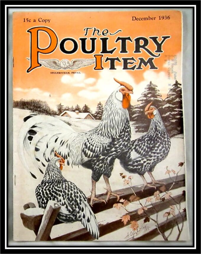 Silver Spangled Hamburg Chicken - Image 31