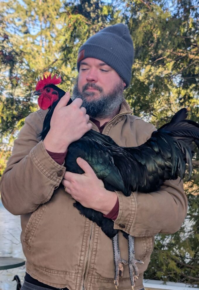 Black Australorp Chicken - Image 45
