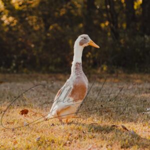 Fawn and White Runner Duck