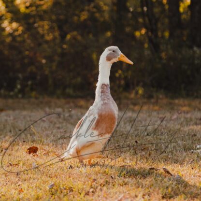 Fawn and White Runner Ducks