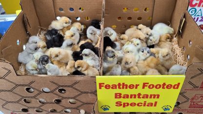 Feather Footed Bantam Special Chicks