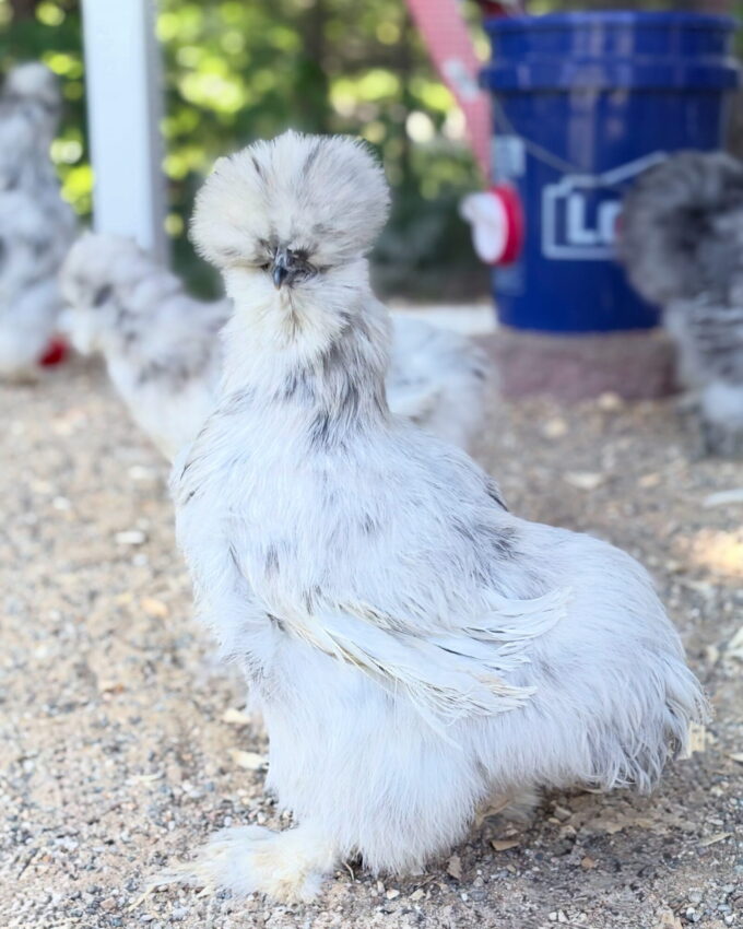 Splash Silkie Bantam - Image 40