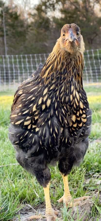 Black Laced Golden Wyandotte Chicken