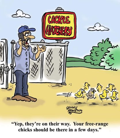 Free Range Chicken Comic