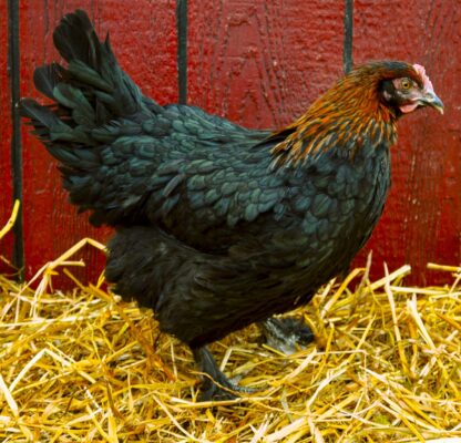 French Black Copper Maran Hen