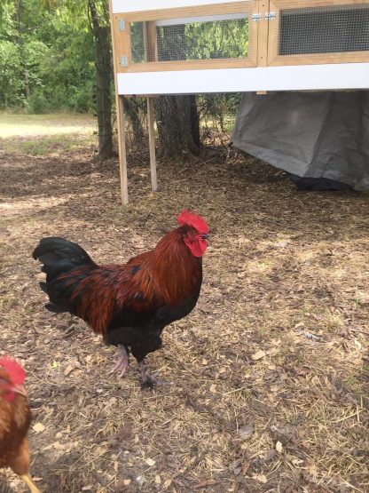 French Black Copper Marans