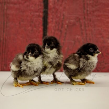 French Black Copper Marans Chicken - Image 3