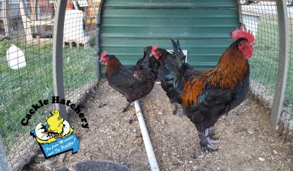 French Black Copper Marans