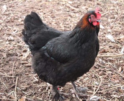 French Black Copper Marans