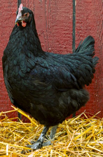 French Black Maran Hen