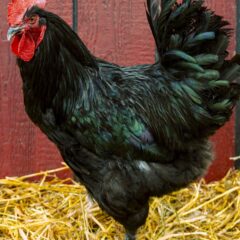 French Black Maran Rooster