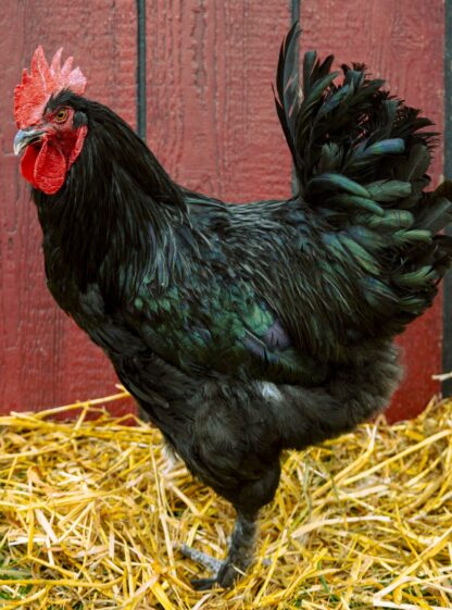 French Black Maran Rooster