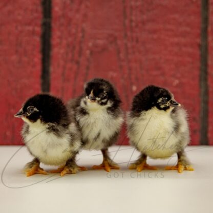 French Black Marans Chicken - Image 3