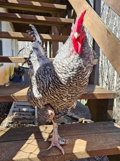 French Cuckoo Marans