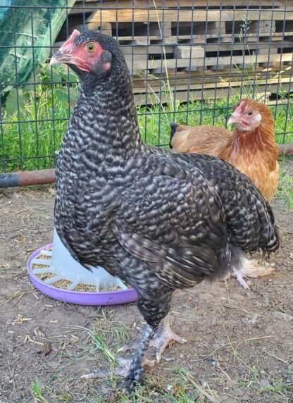 French Cuckoo Marans