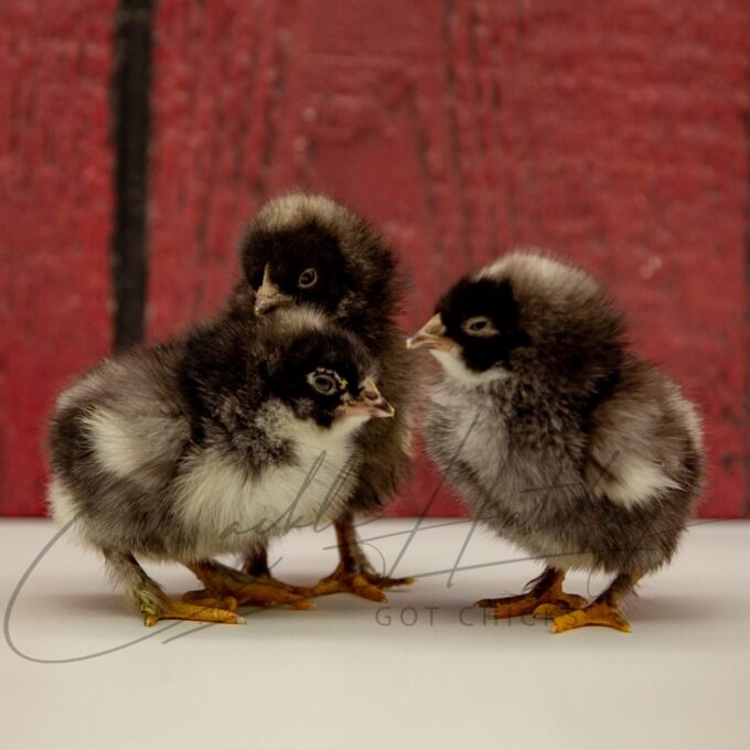 French Cuckoo Marans Chicks