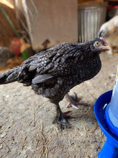 French Cuckoo Marans