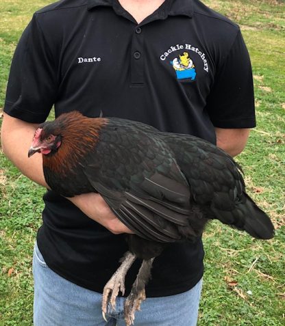 French Black Copper Marans