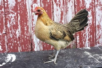 GInger Red Old English Bantam