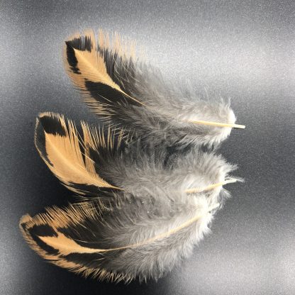 GOLD LACED COCHIN STD FEATHERS