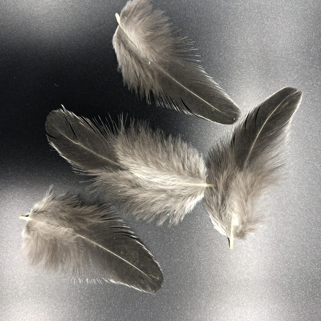 Gray Japanese Bantam Chickens for Sale | Cackle Hatchery®