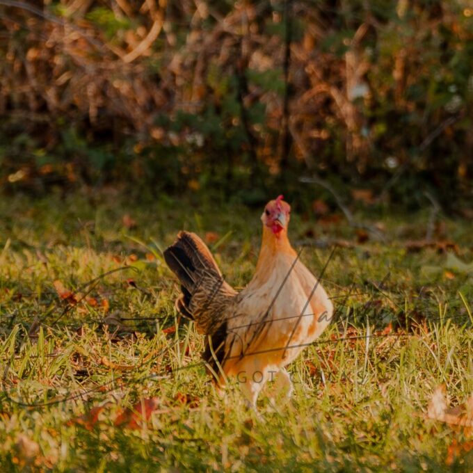 Ginger Red Old English Game Bantam - Image 3