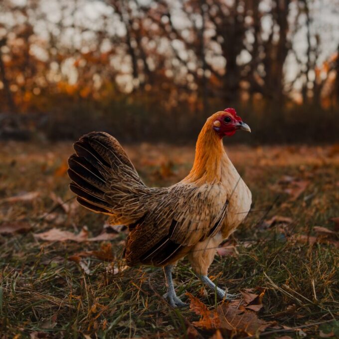 Ginger Red Old English Game Bantam - Image 2