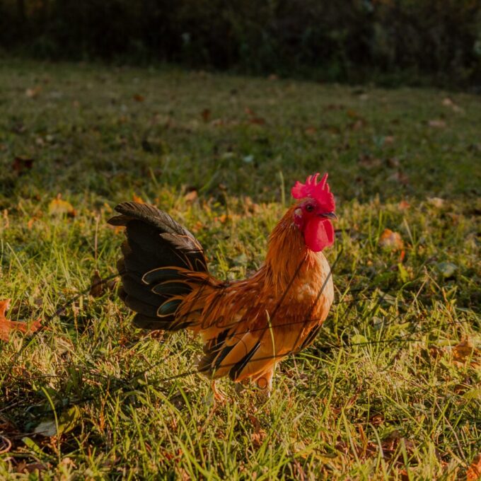 Ginger Red Old English Game Bantam