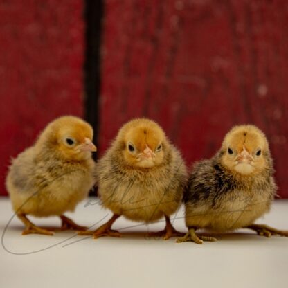Ginger Red Old English Game Bantam - Image 3