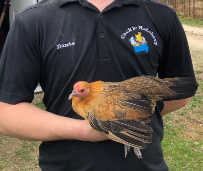 GInger Red Old English Bantam