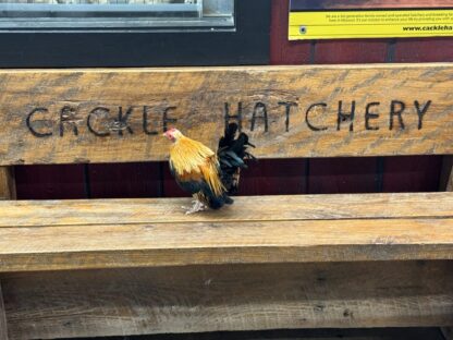 Golden Duckwing Old English Bantam