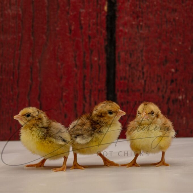 Golden Duckwing Old English Game Bantam - Image 3