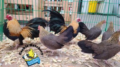 Golden Duckwing Old English Bantams