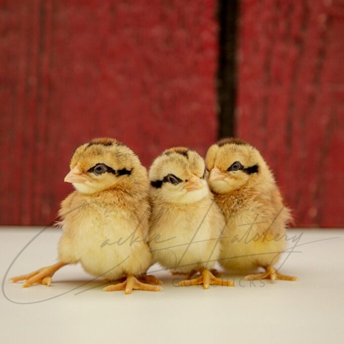 Golden Duckwing Phoenix Bantam Chicks