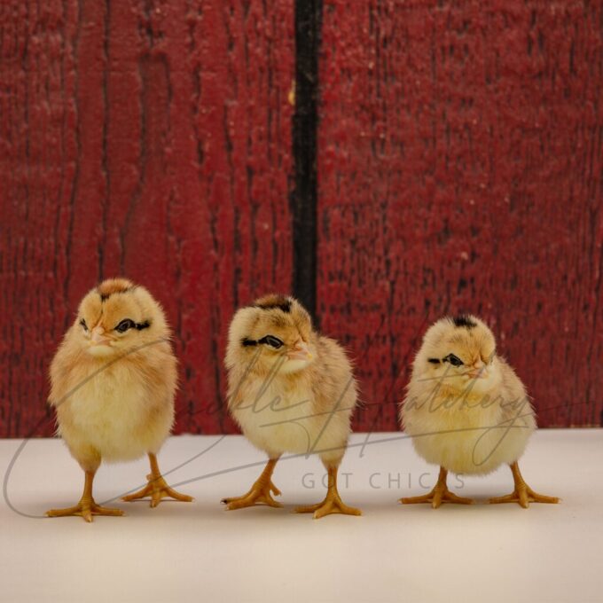 Golden Duckwing Phoenix Standard Chicken - Image 3