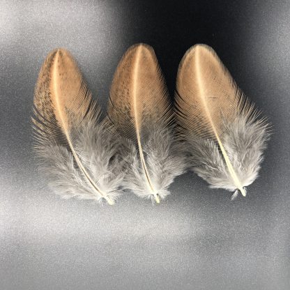 Golden Duckwing Phoenix Standard feathers