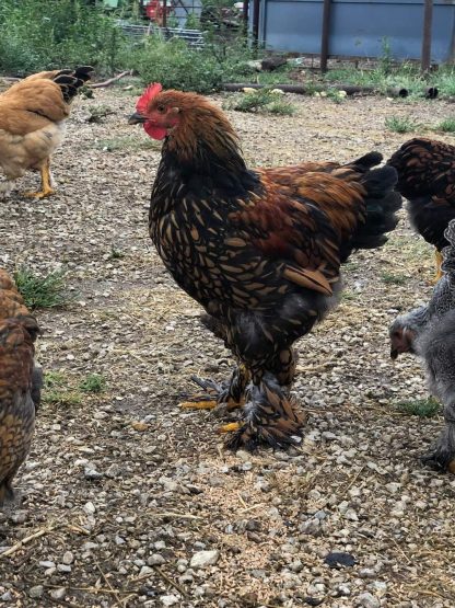 Golden Laced Cochin