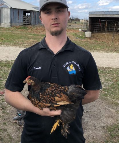 Golden Laced Cochin Bantam Chicken