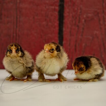 Golden Laced Cochin Bantam - Image 3