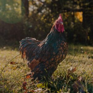 Golden Laced Cochin Bantam