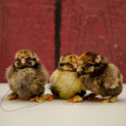 Golden Laced Cochin Standard Chicken - Image 3