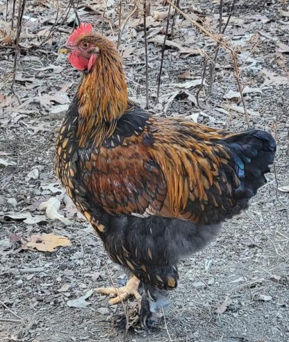 Golden Laced Cochin Male