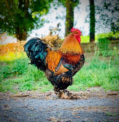 Golden Laced Cochin Standard