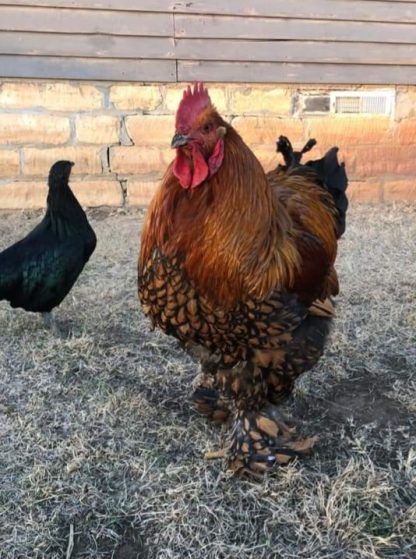 Golden Laced Cochin Standard